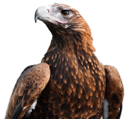 eagle